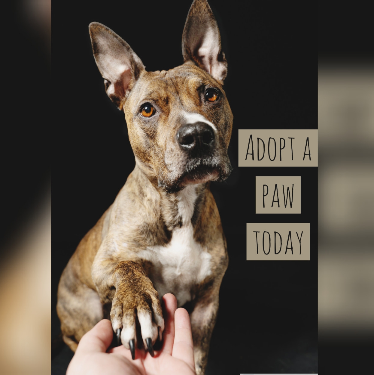 adopt a paw today