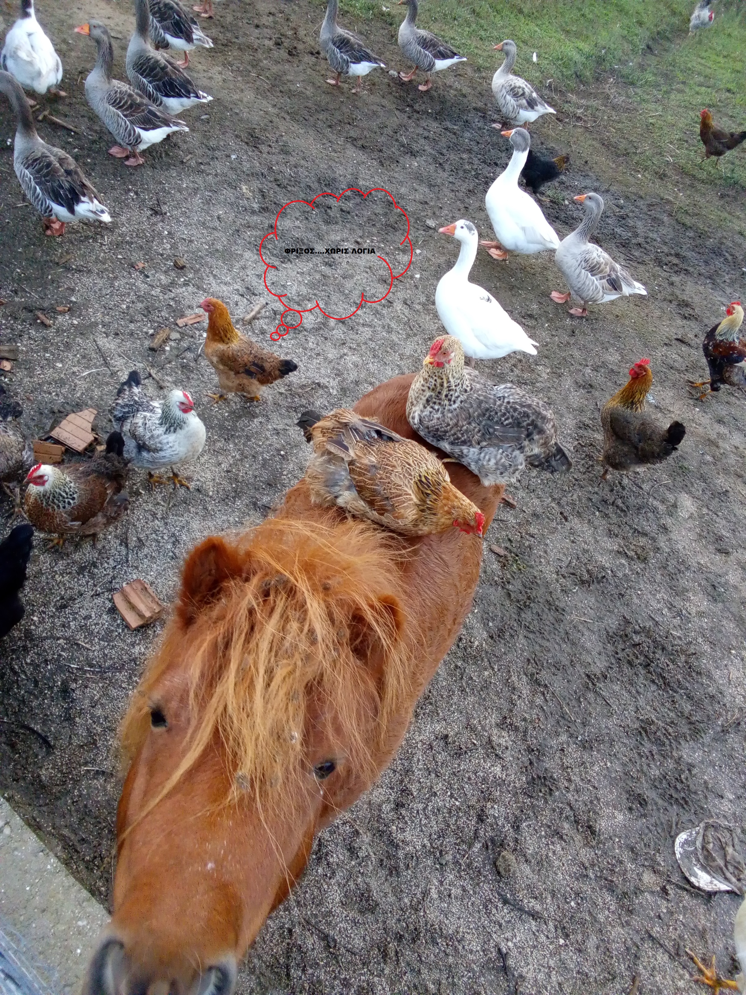 ΑΓΡΟΚΤΗΜΑ ΡΑΣΤΩΝΗ