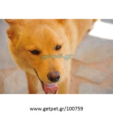 Δίνεται για υιοθεσία - χαρίζεται ημίαιμος σκυλάκος Akita Inu - Ακίτα