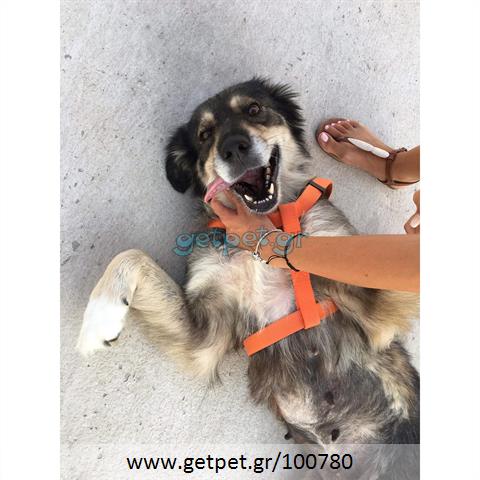 Δίνεται για υιοθεσία - χαρίζεται σκυλίτσα Tibetan mastiff – Θιβετιανό Μαστίφ