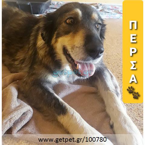 Δίνεται για υιοθεσία - χαρίζεται σκυλίτσα Tibetan mastiff – Θιβετιανό Μαστίφ