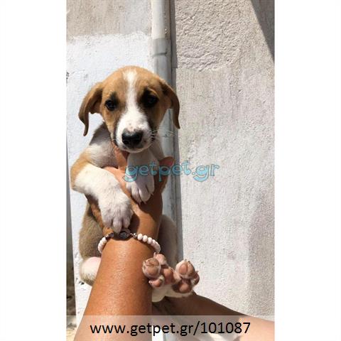 Δίνεται για υιοθεσία - χαρίζεται ημίαιμος σκυλάκος Cretan Hound - Κρητικός Λαγωνικός