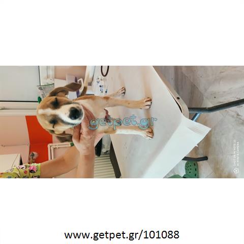 Δίνεται για υιοθεσία - χαρίζεται ημίαιμος σκυλάκος Cretan Hound - Κρητικός Λαγωνικός