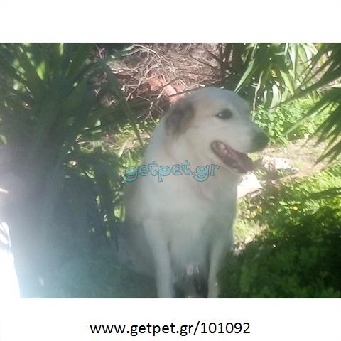 Δίνεται για υιοθεσία - χαρίζεται ημίαιμη σκυλίτσα Golden Retriever - Γκόλντεν Ριτρίβερ