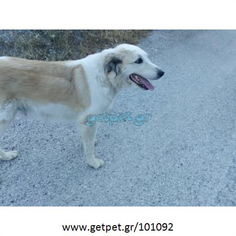 Δίνεται για υιοθεσία - χαρίζεται ημίαιμη σκυλίτσα Golden Retriever - Γκόλντεν Ριτρίβερ