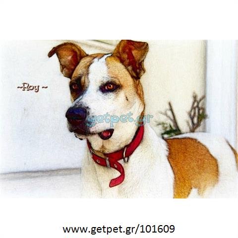 Δίνεται για υιοθεσία - χαρίζεται ημίαιμος σκυλάκος Greyhound - Γκρέι Χάουντ