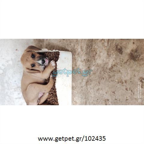 Δίνεται για υιοθεσία - χαρίζεται ημίαιμη σκυλίτσα Vizsla - Βιζλα