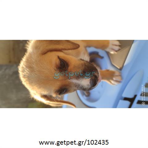 Δίνεται για υιοθεσία - χαρίζεται ημίαιμη σκυλίτσα Vizsla - Βιζλα