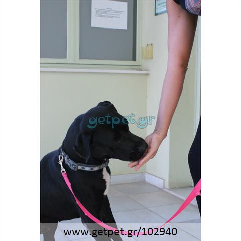 Δίνεται για υιοθεσία - χαρίζεται σκυλάκος American Staffordshire Terrier - Τεριέ