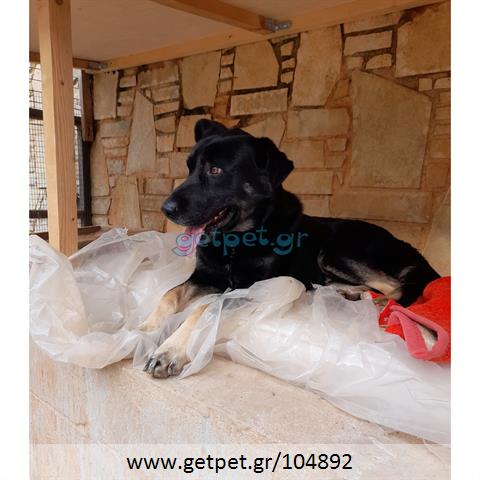 Δίνεται για υιοθεσία - χαρίζεται ημίαιμος σκυλάκος Belgian Shepherd - Βέλγικο Ποιμενικό