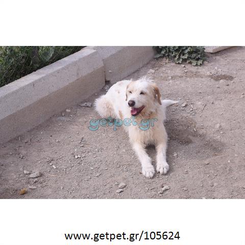 Δίνεται για υιοθεσία - χαρίζεται ημίαιμη σκυλίτσα Griffon - Γκριφόν