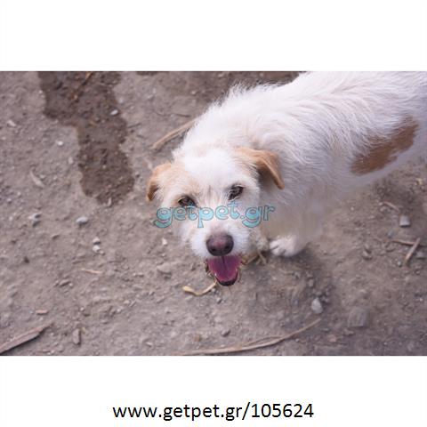 Δίνεται για υιοθεσία - χαρίζεται ημίαιμη σκυλίτσα Griffon - Γκριφόν