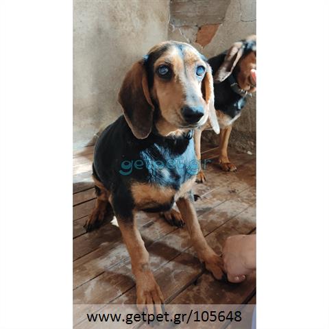 Δίνεται για υιοθεσία - χαρίζεται ημίαιμη σκυλίτσα Greek Harehound - Ελληνικός Ιχνηλάτης