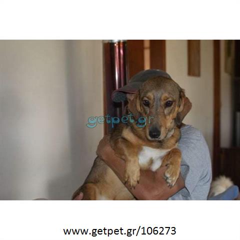 Δίνεται για υιοθεσία - χαρίζεται ημίαιμη σκυλίτσα Dachshund - Ντατσχάουντ - Λουκάνικο