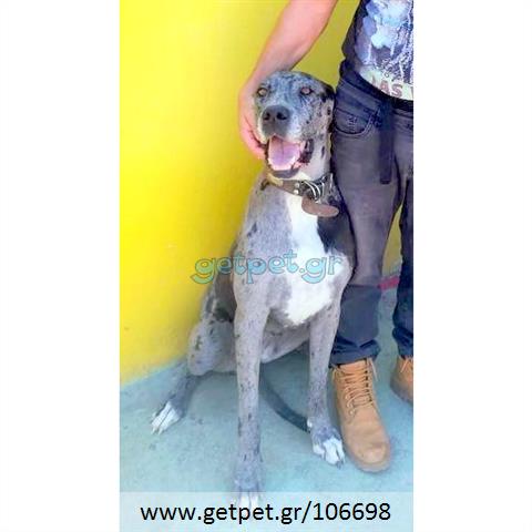 Δίνεται για υιοθεσία - χαρίζεται σκυλίτσα Greek Molossus of Epirus - Μολοσσός της Ηπείρου