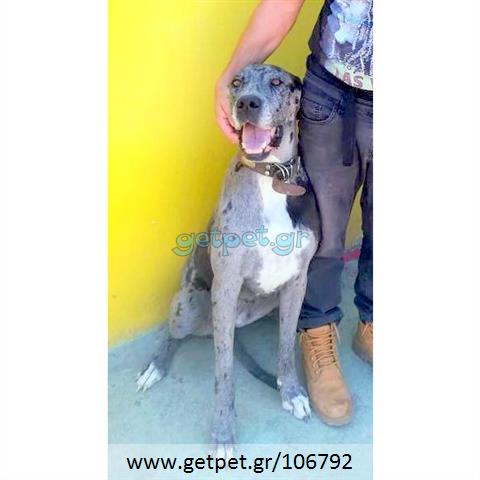 Δίνεται για υιοθεσία - χαρίζεται ημίαιμη σκυλίτσα Greek Molossus of Epirus - Μολοσσός της Ηπείρου