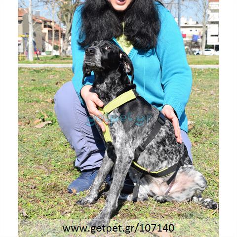 Δίνεται για υιοθεσία - χαρίζεται ημίαιμη σκυλίτσα Kurzhaar - Κουρτσχαάρ