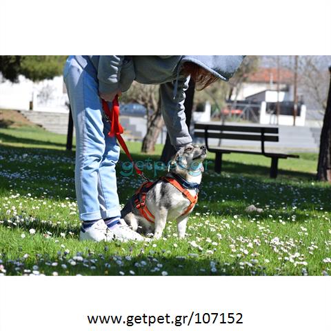 Δίνεται για υιοθεσία - χαρίζεται ημίαιμος σκυλάκος Jack Russell Terrier - Τζακ Ράσελ Τεριέ