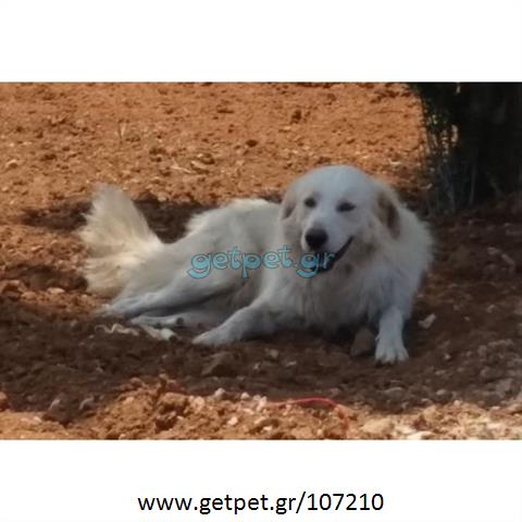 Δίνεται για υιοθεσία - χαρίζεται ημίαιμος σκυλάκος Golden Retriever - Γκόλντεν Ριτρίβερ