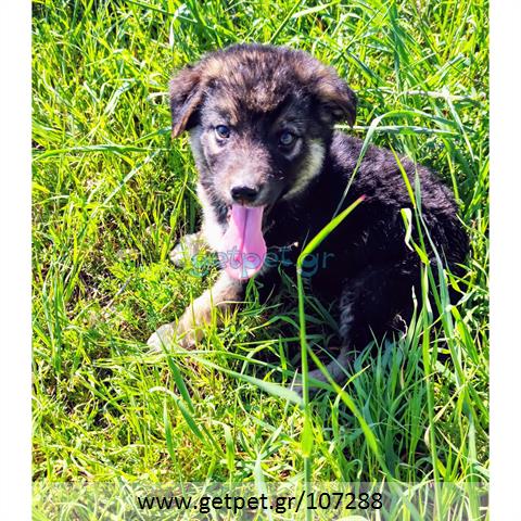 Δίνεται για υιοθεσία - χαρίζεται ημίαιμος σκυλάκος Belgian Shepherd - Βέλγικο Ποιμενικό