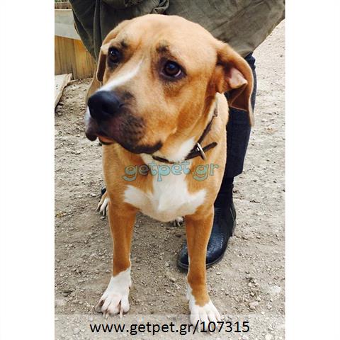 Δίνεται για υιοθεσία - χαρίζεται ημίαιμη σκυλίτσα Pit Bull - Πίτ Μπουλ Τερριέ