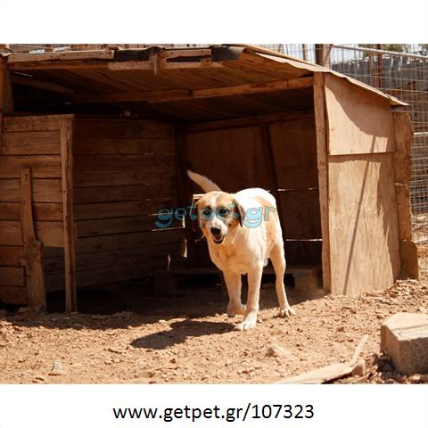 Δίνεται για υιοθεσία - χαρίζεται σκυλίτσα Greek Sheepdog - Ελληνικός Ποιμενικός