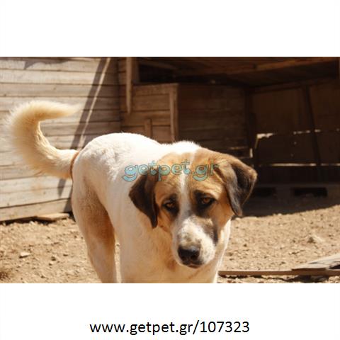 Δίνεται για υιοθεσία - χαρίζεται σκυλίτσα Greek Sheepdog - Ελληνικός Ποιμενικός