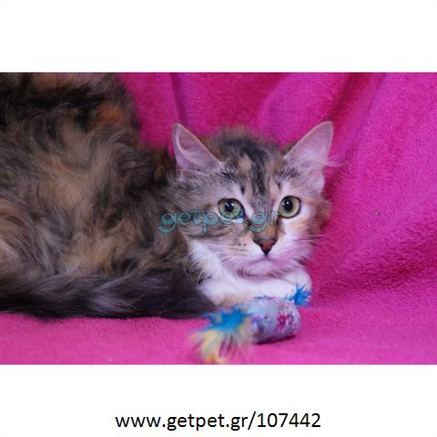 Δίνεται για υιοθεσία - χαρίζεται γάτα Norwegian Forest Cat - Γάτα Νορβηγικού Δάσους