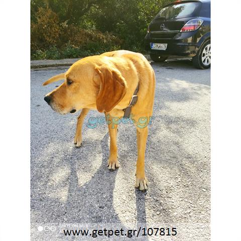 Δίνεται για υιοθεσία - χαρίζεται ημίαιμος σκυλάκος Vizsla - Βιζλα