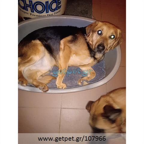 Δίνεται για υιοθεσία - χαρίζεται ημίαιμος σκυλάκος Beagle - Μπηγκλ
