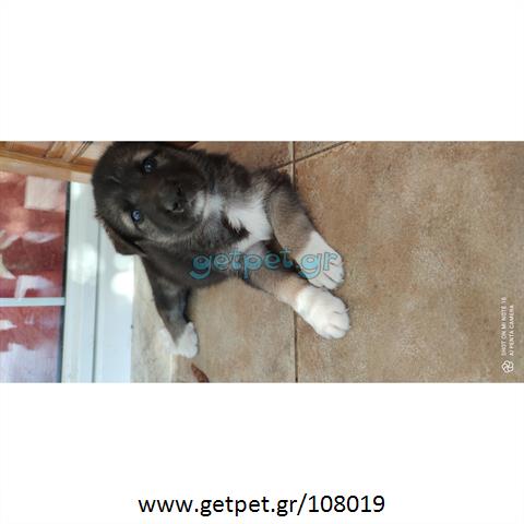 Δίνεται για υιοθεσία - χαρίζεται ημίαιμος σκυλάκος Shiba Inu - Σίμπα Ίνου