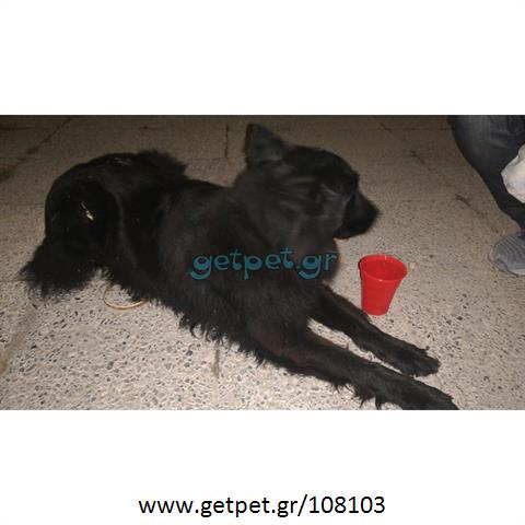 Δίνεται για υιοθεσία - χαρίζεται σκυλίτσα Belgian Shepherd - Βέλγικο Ποιμενικό