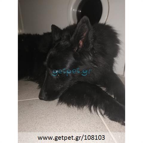 Δίνεται για υιοθεσία - χαρίζεται σκυλίτσα Belgian Shepherd - Βέλγικο Ποιμενικό