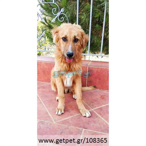 Δίνεται για υιοθεσία - χαρίζεται ημίαιμος σκυλάκος Golden Retriever - Γκόλντεν Ριτρίβερ