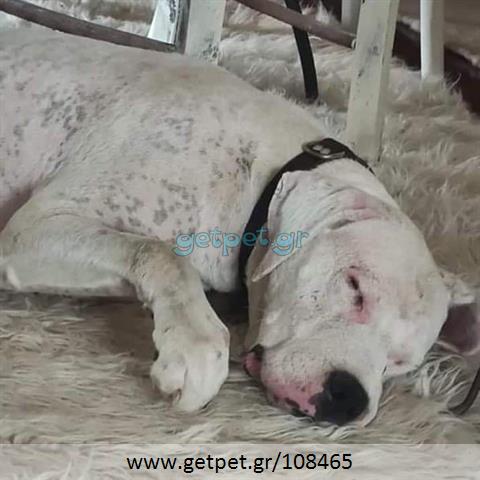 Δίνεται για υιοθεσία - χαρίζεται σκυλίτσα Dogo Argentino - Ντόγκο Αρτζεντίνο
