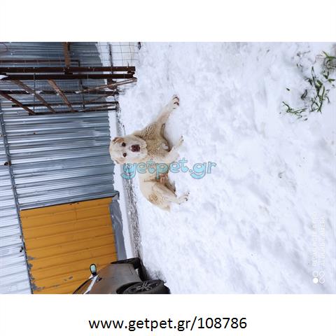 Δίνεται για υιοθεσία - χαρίζεται σκυλάκος Central Asian Shepherd - Ποιμενικός Κεντρ. Ασίας