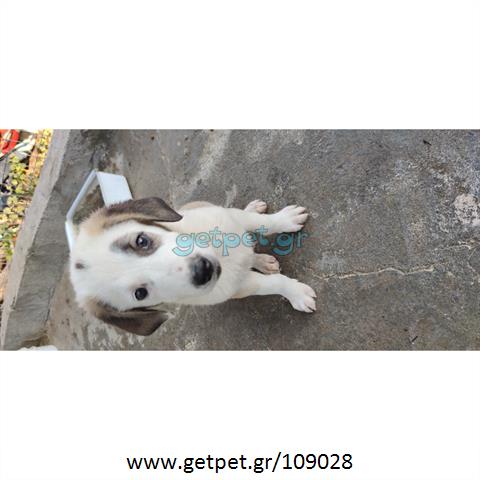 Δίνεται για υιοθεσία - χαρίζεται ημίαιμος σκυλάκος Central Asian Shepherd - Ποιμενικός Κεντρ. Ασίας