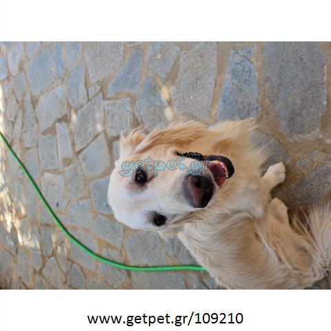Δίνεται για υιοθεσία - χαρίζεται σκυλάκος Golden Retriever - Γκόλντεν Ριτρίβερ