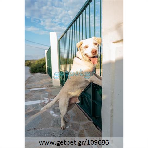 Δίνεται για υιοθεσία - χαρίζεται ημίαιμος σκυλάκος Labrador Retriever - Λαμπραντόρ Ριτρίβερ