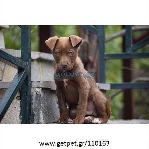 Δίνεται για υιοθεσία - χαρίζεται ημίαιμος σκυλάκος American Staffordshire Terrier - Τεριέ