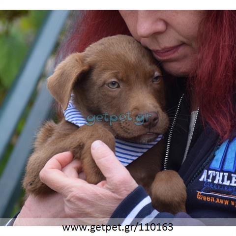 Δίνεται για υιοθεσία - χαρίζεται ημίαιμος σκυλάκος American Staffordshire Terrier - Τεριέ