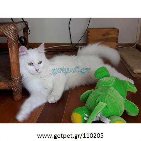 Δίνεται για υιοθεσία - χαρίζεται ημίαιμη γάτα Turkish Angora - Αγκύρας