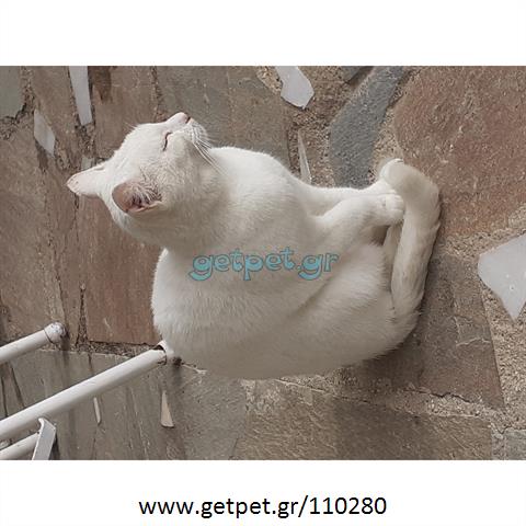 Δίνεται για υιοθεσία - χαρίζεται γάτα Turkish Angora - Αγκύρας