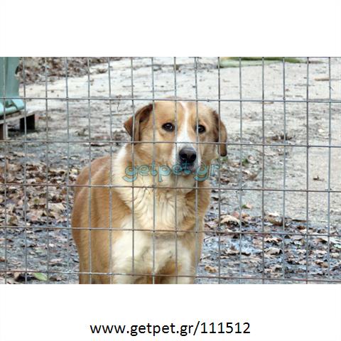 Δίνεται για υιοθεσία - χαρίζεται ημίαιμη σκυλίτσα Labrador Retriever - Λαμπραντόρ Ριτρίβερ