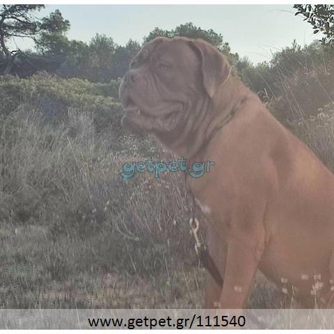 Δίνεται για υιοθεσία - χαρίζεται σκυλάκος Dogue de Bordeaux - Ντογκ ντε Μπορντώ