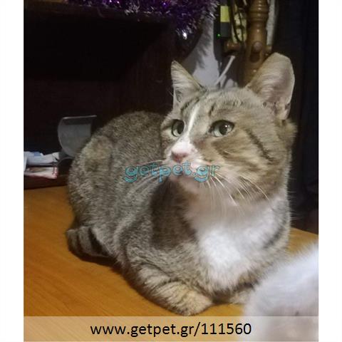 Δίνεται για υιοθεσία - χαρίζεται γάτος Aegean Cat - Γάτα Αιγαίου