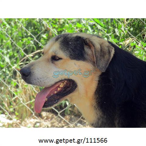 Δίνεται για υιοθεσία - χαρίζεται ημίαιμος σκυλάκος Rottweiler - Ροτβάιλερ