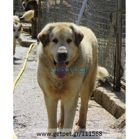 Δίνεται για υιοθεσία - χαρίζεται ημίαιμος σκυλάκος Greek Sheepdog - Ελληνικός Ποιμενικός