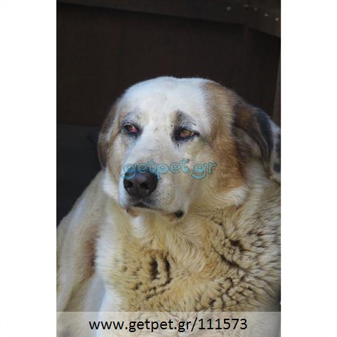 Δίνεται για υιοθεσία - χαρίζεται ημίαιμος σκυλάκος Greek Sheepdog - Ελληνικός Ποιμενικός