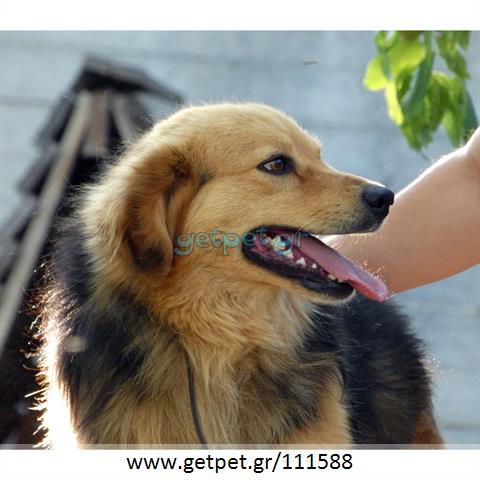 Δίνεται για υιοθεσία - χαρίζεται ημίαιμος σκυλάκος Greek Kokoni - Κοκόνι